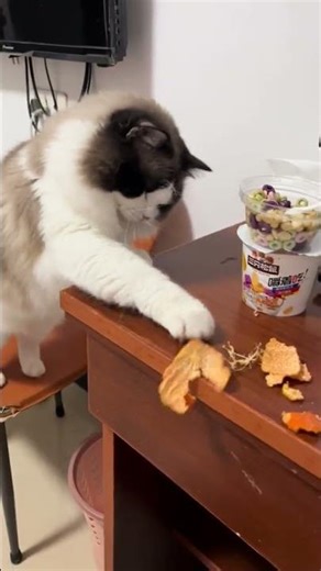 Cat hilariously falls off chair reaching for orange peel in Jiangxi, China