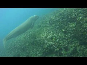 Freediving with Dugong at Nyang Yang Beach Bali