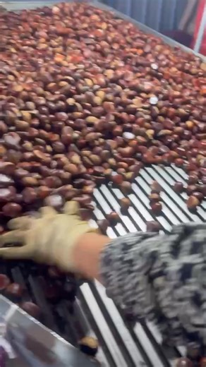 Hat dẻ 2.4 Sỉ 2x | Hà Vinh | Facebook