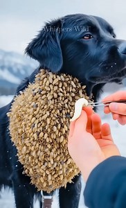 LABRADOR RETRIEVER Covered in HONEYCOMB After Bee Attack! #beeswarm #labrador #pets#animals #dog | Animal Shelter U.S