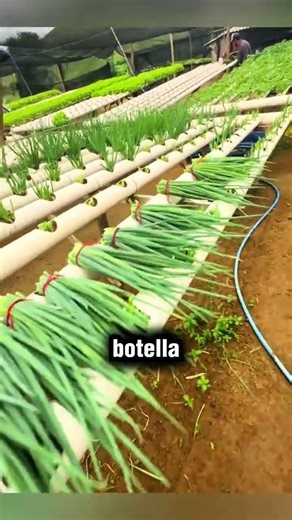 Learn to grow your own food at home with hydroponics