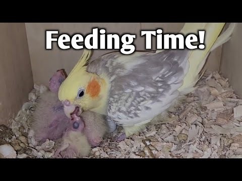 Cockatiel Mom Gently Feeds Her 3 Adorable Chicks - Adorable Footage!