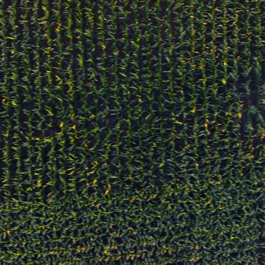 Bring your hard-earned credits with you. K-State makes transferring simple, so you don’t lose time or progress. | Kansas State University