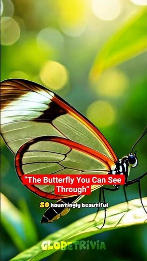 The Glasswing Butterfly — The Invisible Beauty of Nature