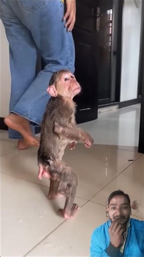 🐒 Baby Monkey Bath Time & Room Reaction (Part 30) — So Cute & Funny 😂 #shorts