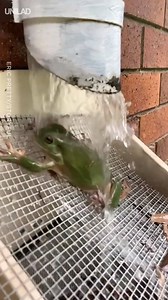 'Spotted this little guy cooling off under a water pipe...' 💦🐸 | UNILAD