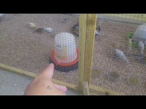 elevage canaris naissance canaris+jai commencer a renover ma batterie d'élevage