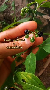 Una planta deliciosa del monte 😍💚👇 Hierba mora | Sabiduría Ancestral