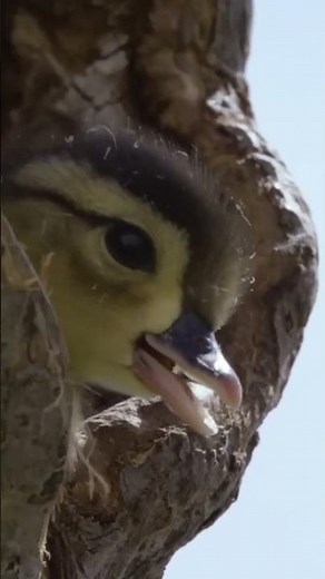 Cute Little Duck - The brave duckling jumped from high above into the lake.