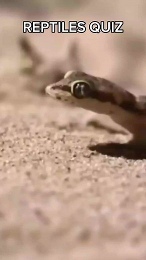 REPTILES QUIZ #quiz #QuizChallenge #QuizTime #science | Nhixx Quiz