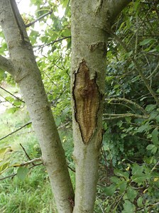Ash dieback in Hampshire