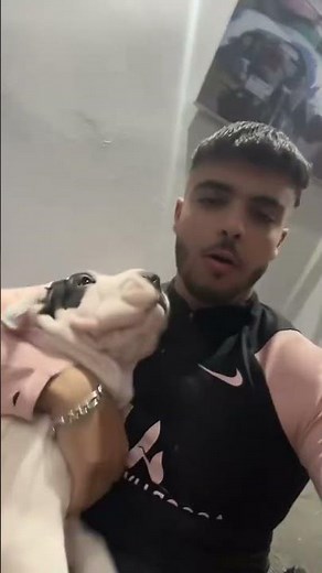 كلاب بيتبول شرسة و جميلة #funny #pitbull #tiktok #trending #shorts #foryou #americanbully #pets