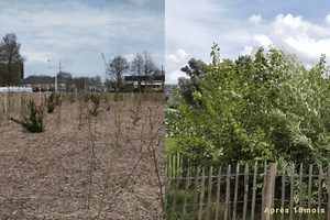 Méthode Miyawaki : la méthode pour recréer des forêts natives !