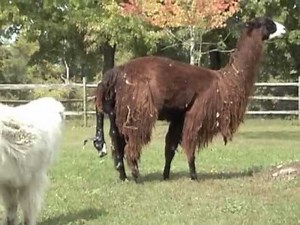 Llama Birth. First time mom delivers her baby. Turn up your volume, enjoy.
