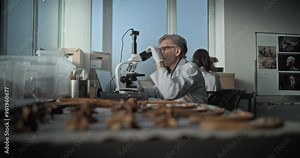 Mature scientist uses microscope, then examines bones of prehistoric extinct human skeleton with magnifying glass. Archaeologist works with specimen collection of fossil remains in archaeological lab.