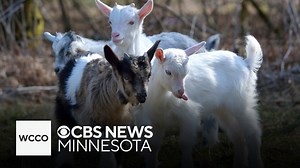 Farm babies are back at Minnesota Zoo
