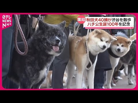 Commemorating the 100th anniversary of Hachiko's birth: 40 Akita dogs stroll in Shibuya.