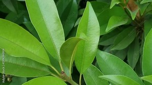 Sapodilla (Manilkara zapota) is nutritious fruit tree from sapotaceae family. Leaves of sapota used in treatment of cough, cold, diarrhea, skin care, and have antioxidant,Antihyperglycemic properties.