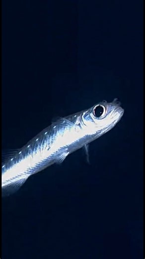Deep Ocean World | Lanternfish – a slender silver deep-sea fish that feeds on plankton and is a key food source for larger ocean predators. #DeepSea... | Instagram