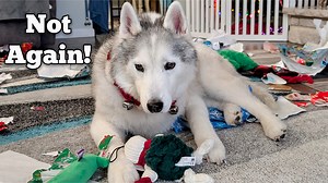 3.9K views · 194 reactions | The dogs had a wonderful Christmas, we...