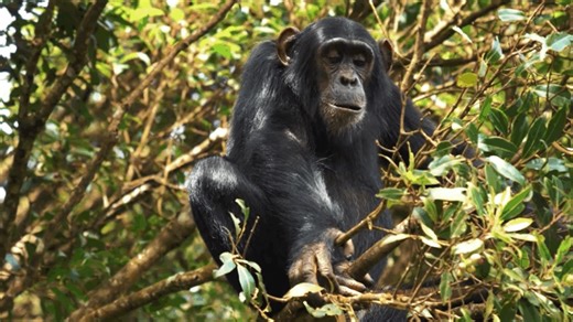 Burundi tea plantations hamper chimpanzee protection
