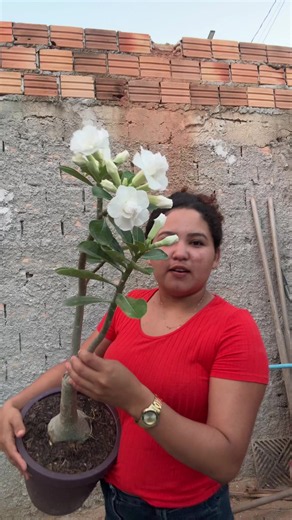 Rosa do Deserto: como fazer florir mais usando kit da Ruth Rosas