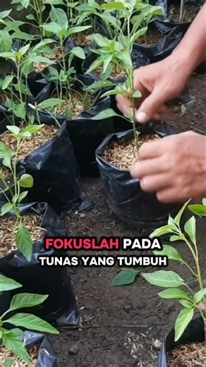 How to Prune Chili Peppers #mychiliplants #penagarden