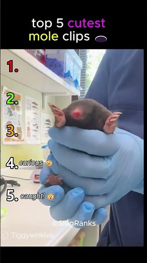 5 CUTEST mole clips 🕳️