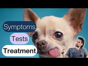 Dog Collapsing Trachea Made Simple
