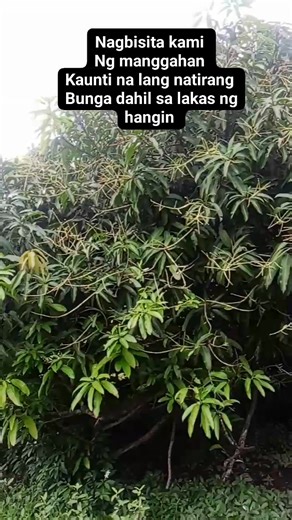 Nagbisita kaming mangga kaunti na lang natirang bunga dahil sa bagyong uwan #nagbisita #mangahan #mangga #kauntinalangnatira #visit | Ruby Baduria Bojo | Facebook
