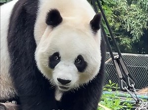 7月2日加餐白天又把奶爸晾一边了，这父女俩一天天的都是戏！