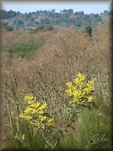 "As mimosas (Acacia dealbata) e os carvalhos (Quercus faginea)"