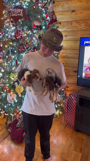 How to Identify Bluetick vs. Tri Color Beagle Puppies