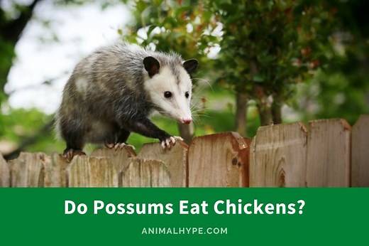 Do Possums Eat Chickens? A Farmyard Investigation - Animal Hype