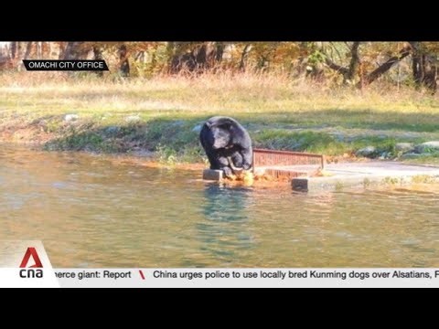 Bear attacks 82-year-old woman in latest string of attacks in Japan
