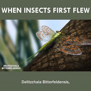 When Insects First Flew 🦟 | Eons • PBS