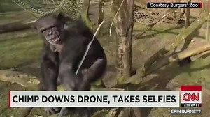 Chimp takes down drone