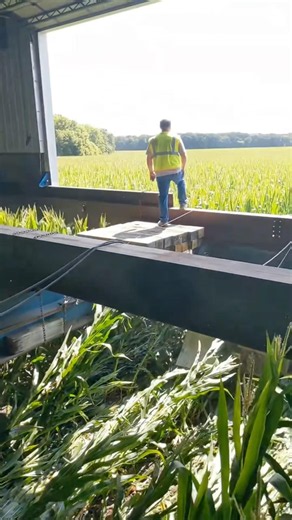 Moving an Entire Barn Through a Cornfield 🌽😳 #farming #tractor #agro