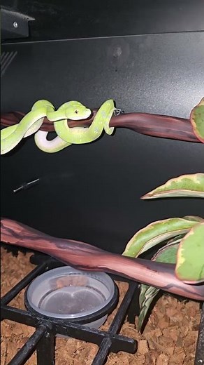 My Green Tree Python is showing us some amazing natural behavior...