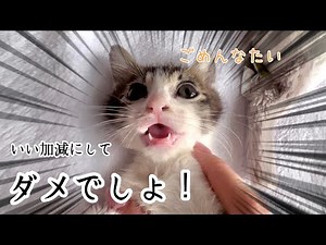 噛みつき癖の子猫に初めて「お仕置き」をした結果こうなりました…【預かり保護猫】