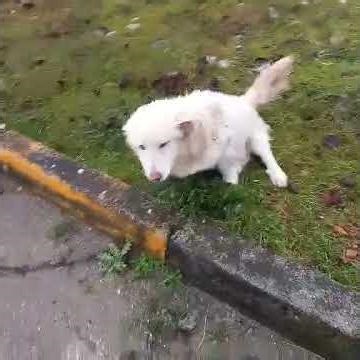 Tiere in Not Griechenland e.V. : Tamy II