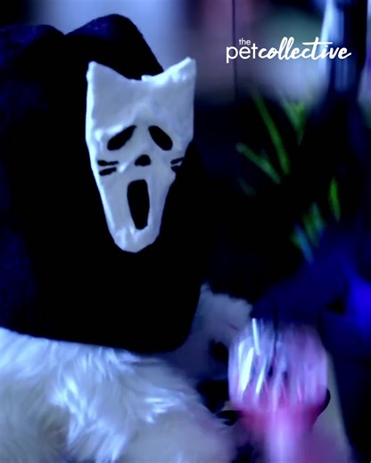 Ready To Scream... We want to feature your scariest, cutest, & funniest pets in our next horror movie trailer: Submit your costume pet here: bit.ly/TPCHalloween | The Pet Collective