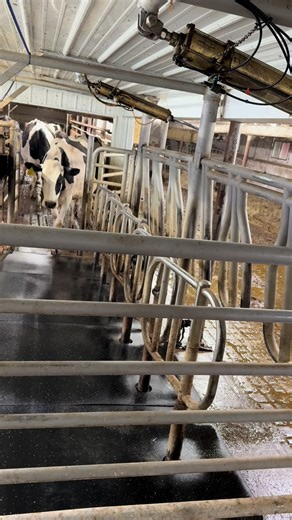 Confidence on the Dairy Farm: Let's Go Girls!