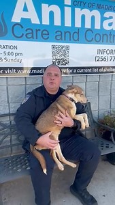 9.4K views · 253 reactions | Update on Ringo!!!! | Madison, Alabama Police Department | Facebook