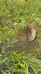 910K views · 3.1K reactions | TOP snakehead fish catching tricks #fish #fishing #reels | Catch Fish With ET | Facebook