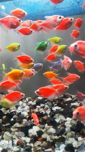 Colorful fresh water tetra fish #glowfish #colorfulfish #fish #aquarium #aquariumfish