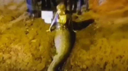 Newly Discovered Mermaid Sighting In India — Locals Terrified! #mermaid #india #sighting | Most Amazing Top 10