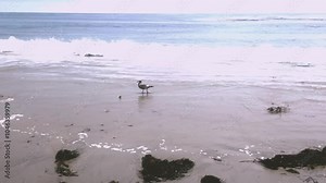 Seagull walking along a beach on a bright sun lit day with blue ocean waves crashing on the yellow brown sand