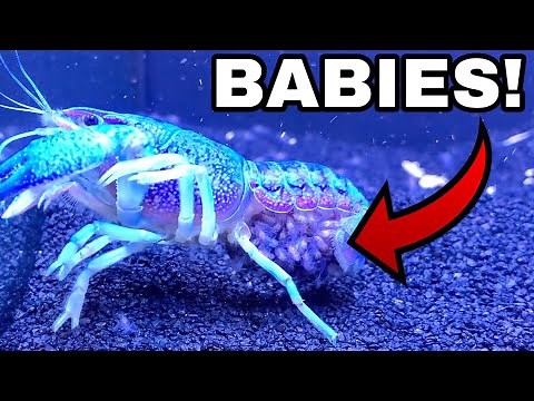 1 MILLION BLUE LOBSTER CRAWFISH BABIES HATCHING!
