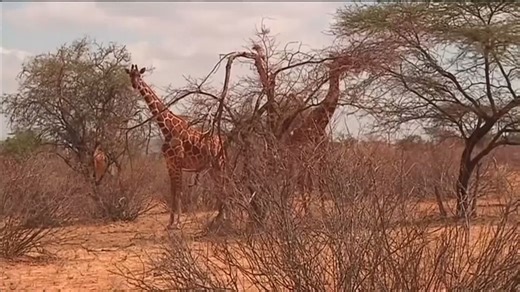 San Diego Zoo Wildlife Alliance works to preserve wildlife in Kenya